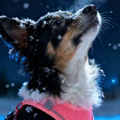 A & A🐾's Profilbild