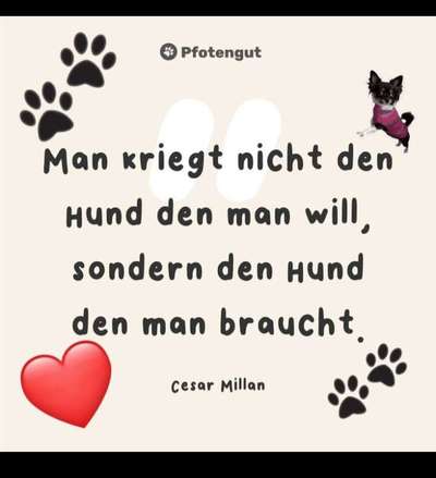 Wie kamst du zu deinem Hund?-Beitrag-Bild