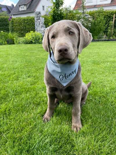 Labradorfans-Beitrag-Bild