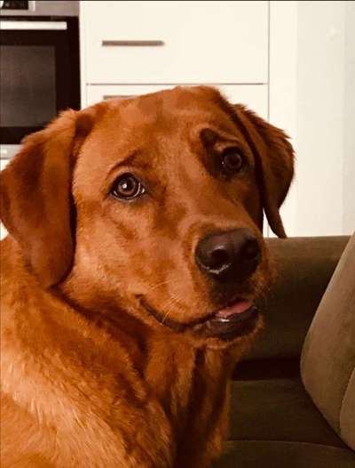 Fotochallenge Nr. 59 - Mein Hund zeigt die Zunge-Beitrag-Bild