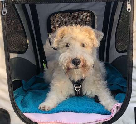 TierschutzhundeStammtisch🐕-Beitrag-Bild