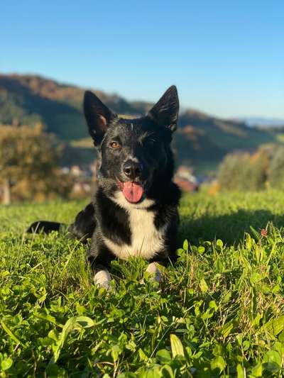 Mischlinge raten - Rätselspaß-Beitrag-Bild