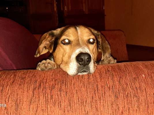 35.Collagen Challenge:„Bettelblick"-Beitrag-Bild