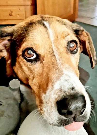 35.Collagen Challenge:„Bettelblick"-Beitrag-Bild