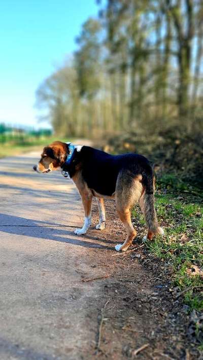 Schäferhund-Beitrag-Bild