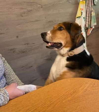 35.Collagen Challenge:„Bettelblick"-Beitrag-Bild