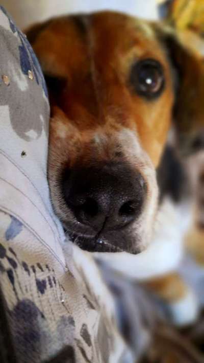 35.Collagen Challenge:„Bettelblick"-Beitrag-Bild