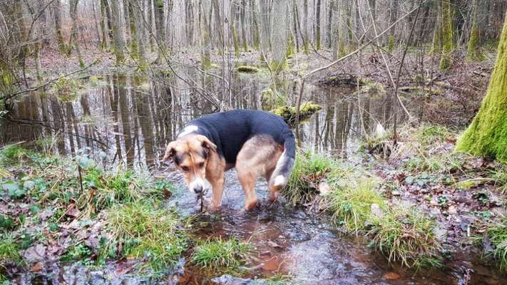 Hundeauslaufgebiet-Holzer Wald am Friedhof-Bild