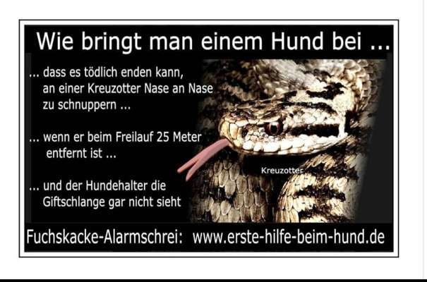 Mein Hund jagt Wespen und frisst sie-Beitrag-Bild