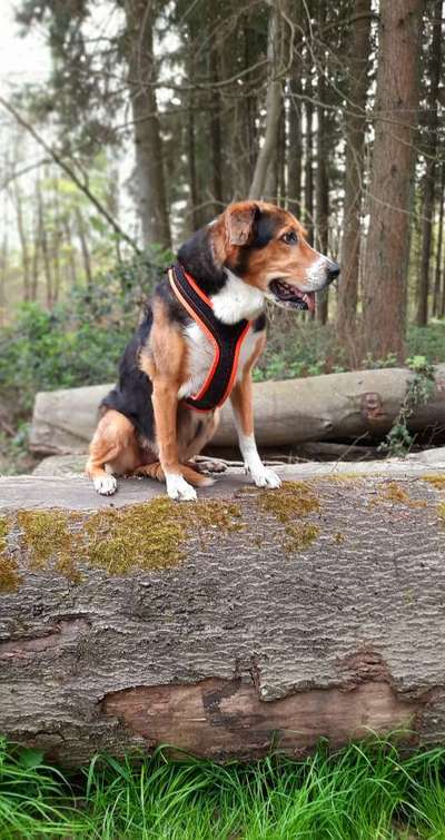 Unsere Fellnasen-Vielfalt im Überblick!-Beitrag-Bild