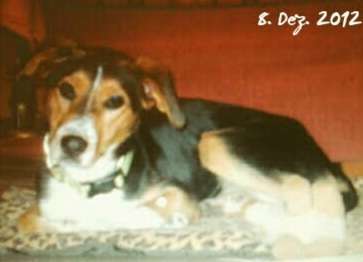 Wie kamst du zu deinem Hund?-Beitrag-Bild