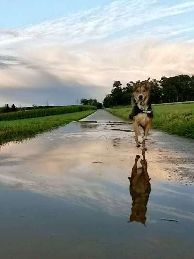 Dogorama Photo Challenge - Frühlingserwachen-Beitrag-Bild