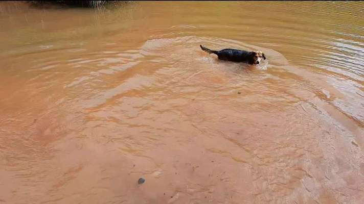 Dogorama Photo Challenge - Hunde in Action-Beitrag-Bild