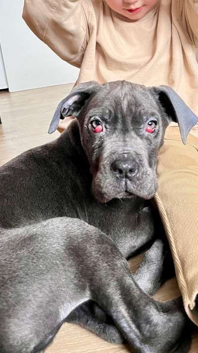 Cherry Eye-Beitrag-Bild