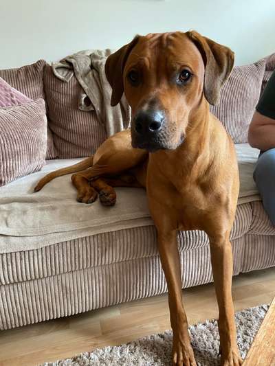 Dogorama Photo Challenge - Tricks, Tricks & Tricks!-Beitrag-Bild