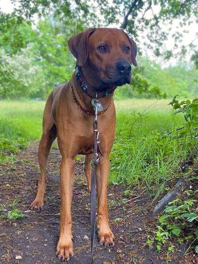 Rhodesian Ridgeback-Beitrag-Bild