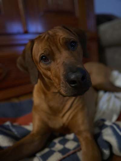 Dogorama Photo Challenge - Hundeblick zum hinschmelzen-Beitrag-Bild