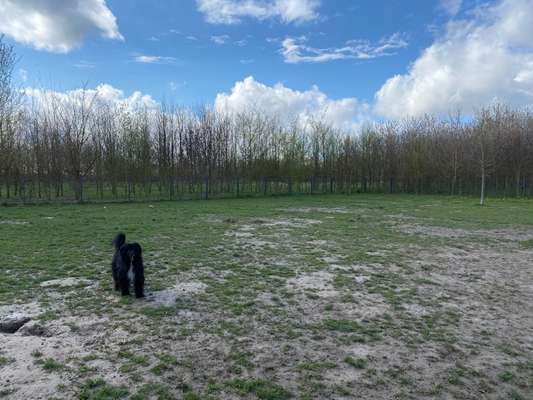 Hundeauslaufgebiet-Manheim-Neu West-Bild