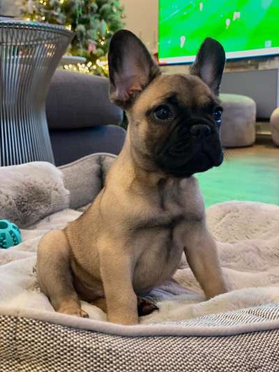 Französische Bulldoggen-Beitrag-Bild