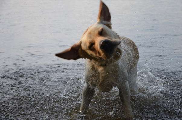 Die Dogorama Wochen Challenge: “Dein Hund im Urlaub”-Beitrag-Bild