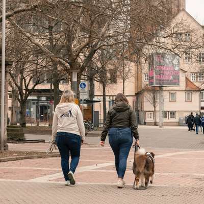 Giftköder-Einzeltraining nach einer Erstberatung-Bild