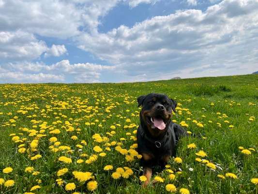 Fotowettbewerb zum Thema "Sonne"-Beitrag-Bild