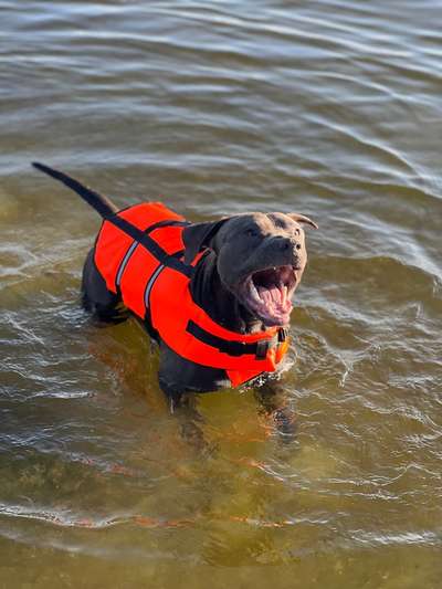 Hundetreffen-Listenhunde treffen-Bild