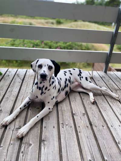 Hundetreffen-Gibt es hier auch Dalmatiner in unserer Nähe?-Bild