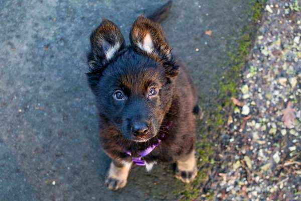 Hundetreffen-Welpentreffen Sassenberg-Bild