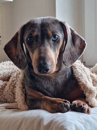 Hilfe gesucht...unser Dackel bellt ständig-Beitrag-Bild