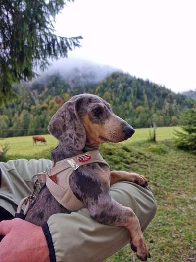 Hundetreffen-Gassi, Sozialkontakt, Austausch 76187-Bild