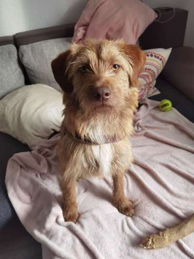 Auslandstierschutz-Beitrag-Bild