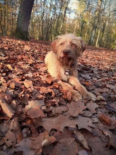 Mischlinge raten - Rätselspaß-Beitrag-Bild