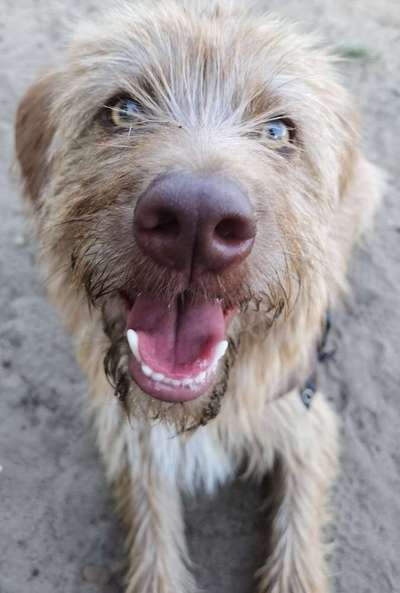 Immer der Nase nach - die schönsten Jagdhund-Bilder-Beitrag-Bild