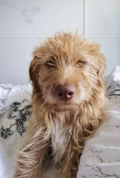 grumpy dog 😅-Beitrag-Bild