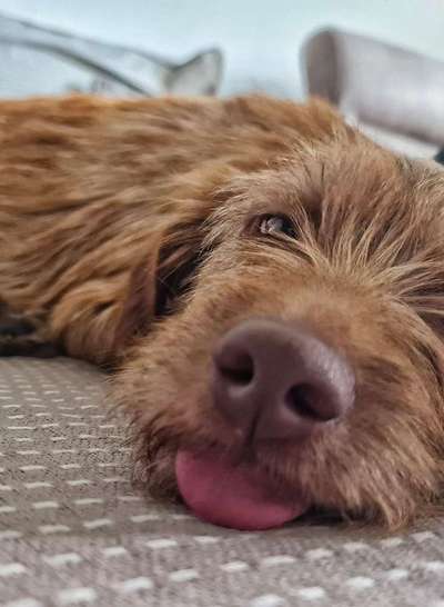 Tongue Out Tuesday-Beitrag-Bild