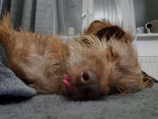 Tongue Out Tuesday-Beitrag-Bild