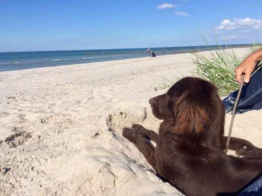 Dein Hund im Dogorama-Kalender 2021-Beitrag-Bild