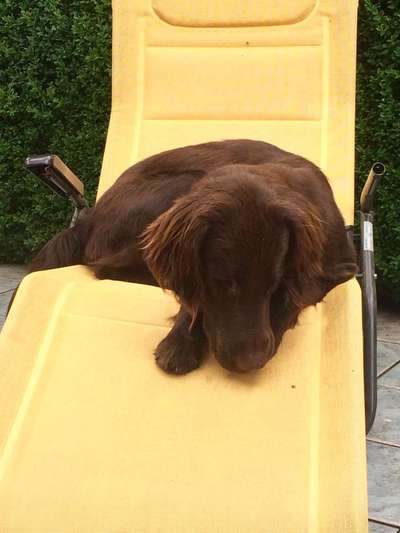 Dein Hund im Dogorama-Kalender 2021-Beitrag-Bild