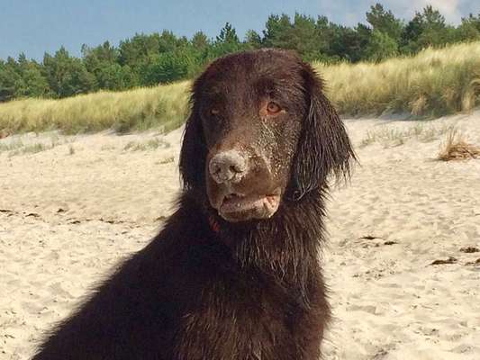 Dein Hund im Dogorama-Kalender 2021-Beitrag-Bild