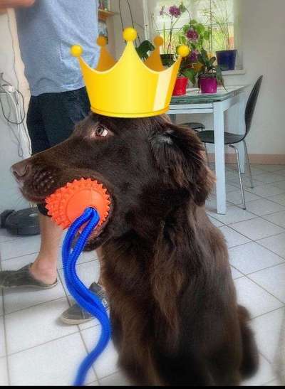 Dein Hund im Dogorama-Kalender 2021-Beitrag-Bild