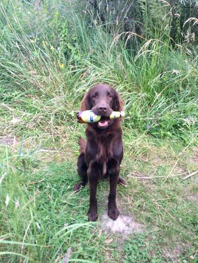 Dein Hund im Dogorama-Kalender 2021-Beitrag-Bild