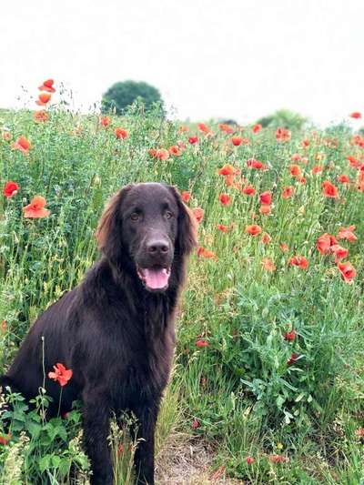 Dein Hund im Dogorama-Kalender 2021-Beitrag-Bild