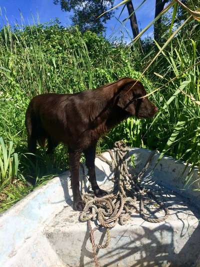 Dein Hund im Dogorama-Kalender 2021-Beitrag-Bild