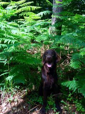 Dein Hund im Dogorama-Kalender 2021-Beitrag-Bild