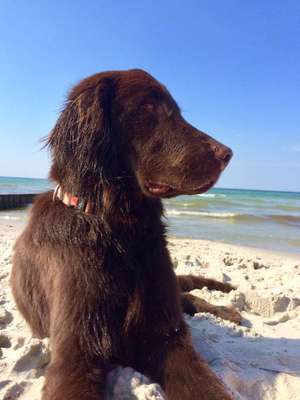 Dein Hund im Dogorama-Kalender 2021-Beitrag-Bild