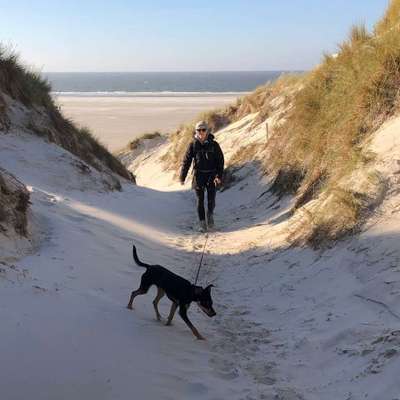 Hundetreffen-Spiel und Spaß