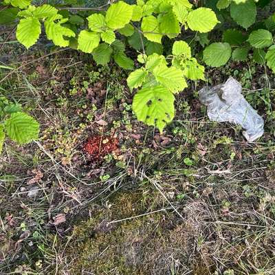 Giftköder-Rot gefärbte Körner-Bild