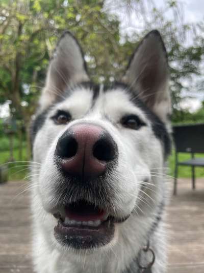 Fotochallange Nr. 57     PORTRÄT.   Beendet!!!!!!!!-Beitrag-Bild