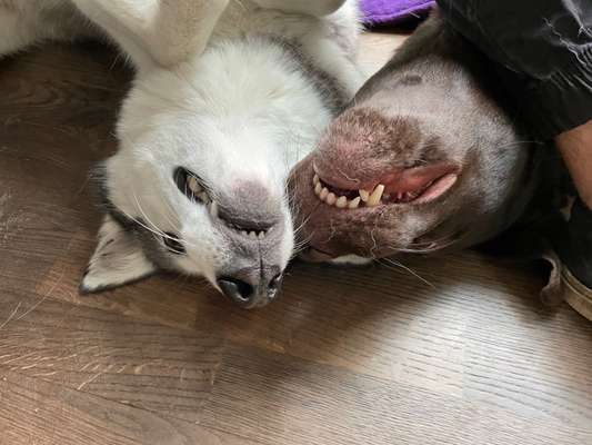 Fotochallenge Nr. 51 "Euer Hund mit anderen Tieren"-Beitrag-Bild